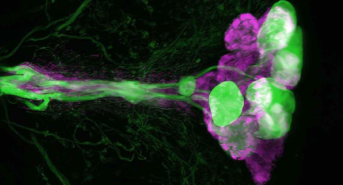 Cellule
