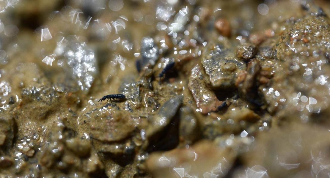 Vertagopus psychrophilus del Ghiacciaio dei Forni (SO).