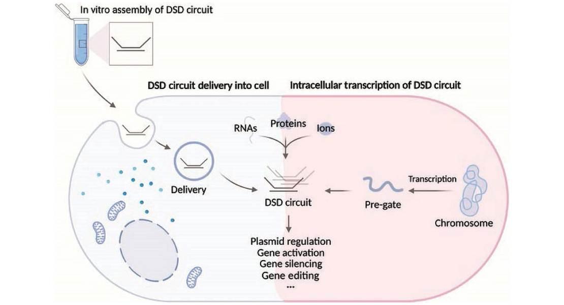 Nanomacchine guidate dal DNA intracellulare