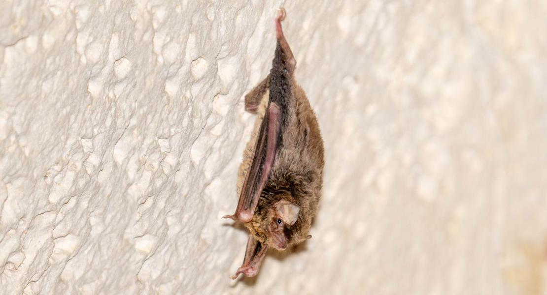 Miniopterus_maghrebensis