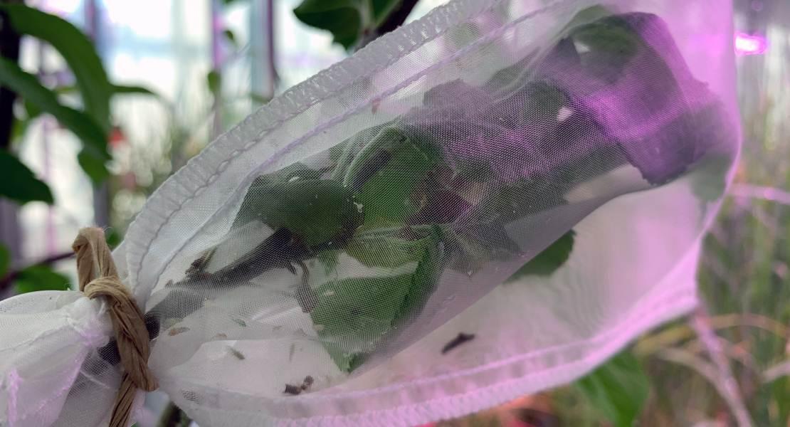 Struttura sperimentale di un esperimento di trasmissione del fitoplasma.
