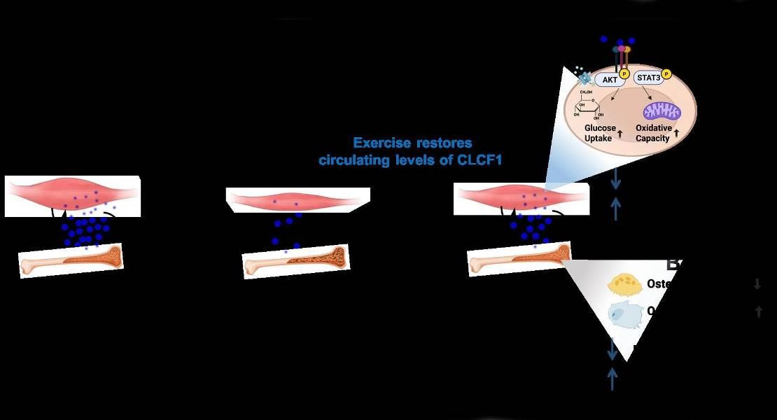 Un diagramma di panoramica dei risultati dello studio: CLCF1 indotto dall'esercizio inverte il muscolo e la perdita ossea legati all'età.