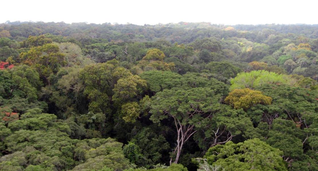 Ghana, foresta di Ankasa