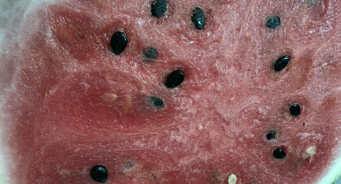 Anguria