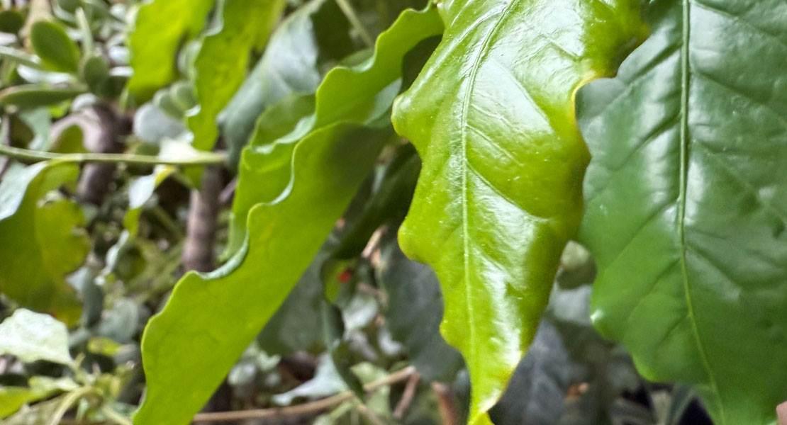 Pianta del caffè