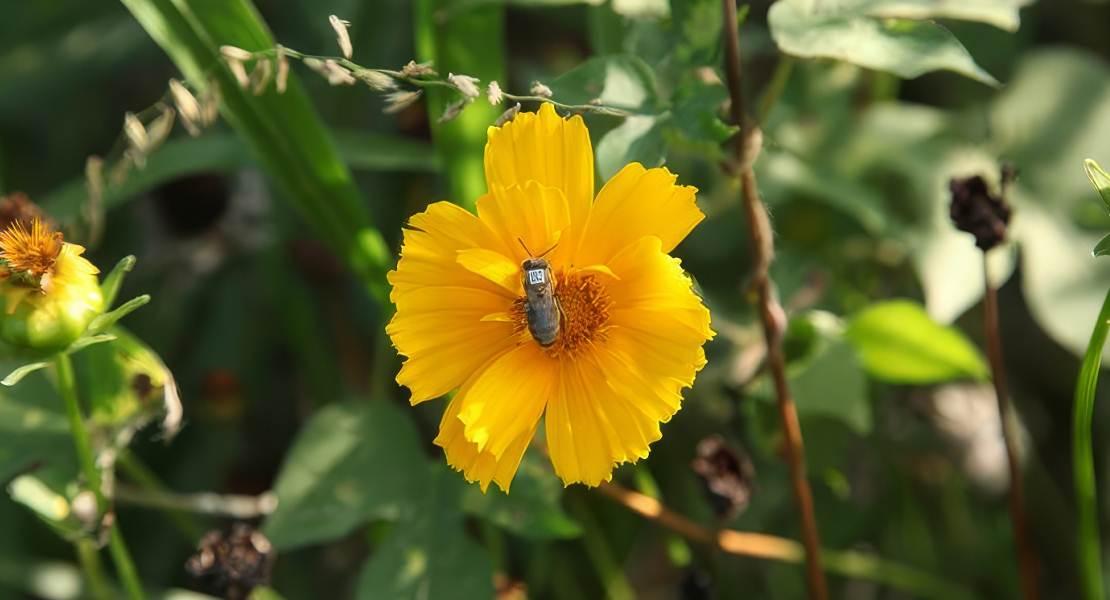 Ape codificata sul fiore