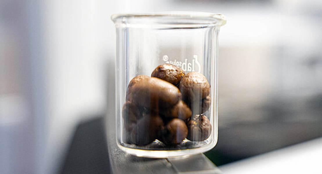 I chicchi di caffè di fronte al robot pipetting, con il quale il team ha fatto un grande screening di 94 diverse sostanze - tra cui antibiotici, farmaci da prescrizione e ingredienti alimentari - degli effetti sul batterio E. coli, un potenziale patogeno.