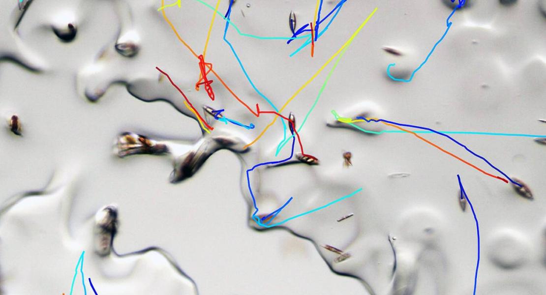 I ricercatori hanno sviluppato e utilizzato microscopi speciali e ambienti sperimentali per tenere traccia di come le diatomee si muovono attraverso il ghiaccio.