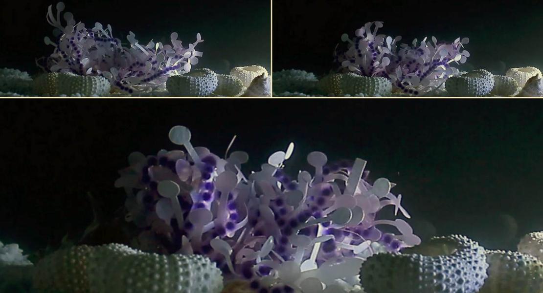 Algoritmo di morphing