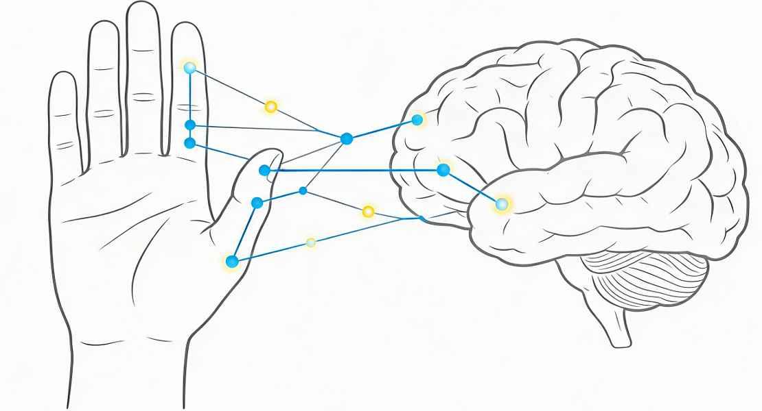 Mano - cervello