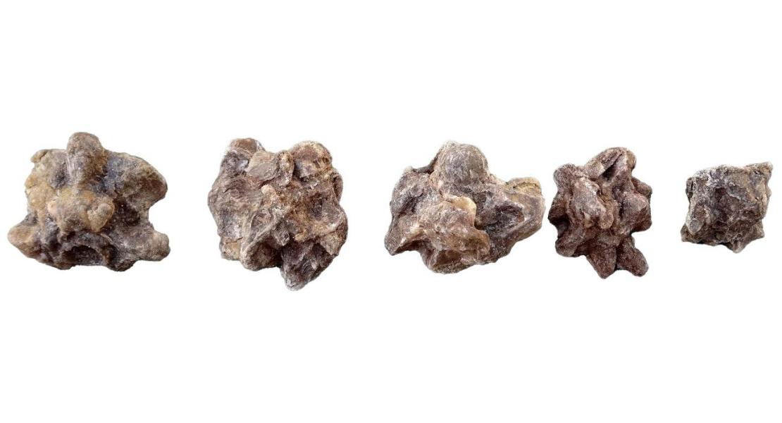 Spine dorsali fossilizzate di anaconda.