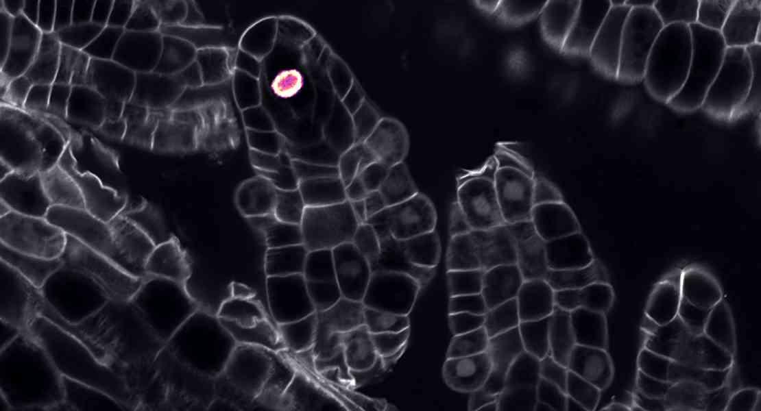 Ovuli di Arabidopsis thaliana