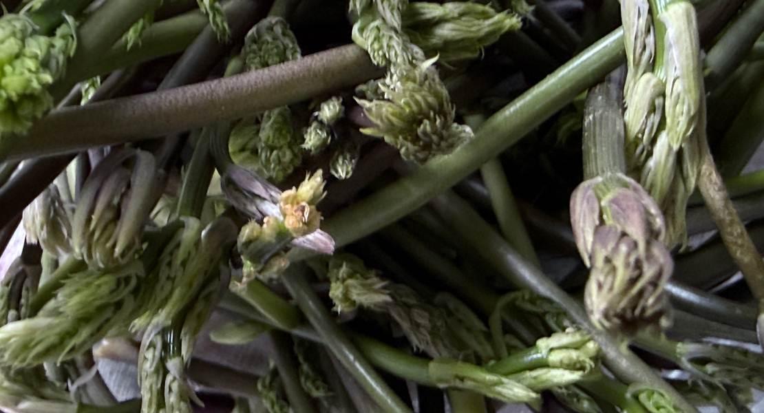 Asparagi di bosco