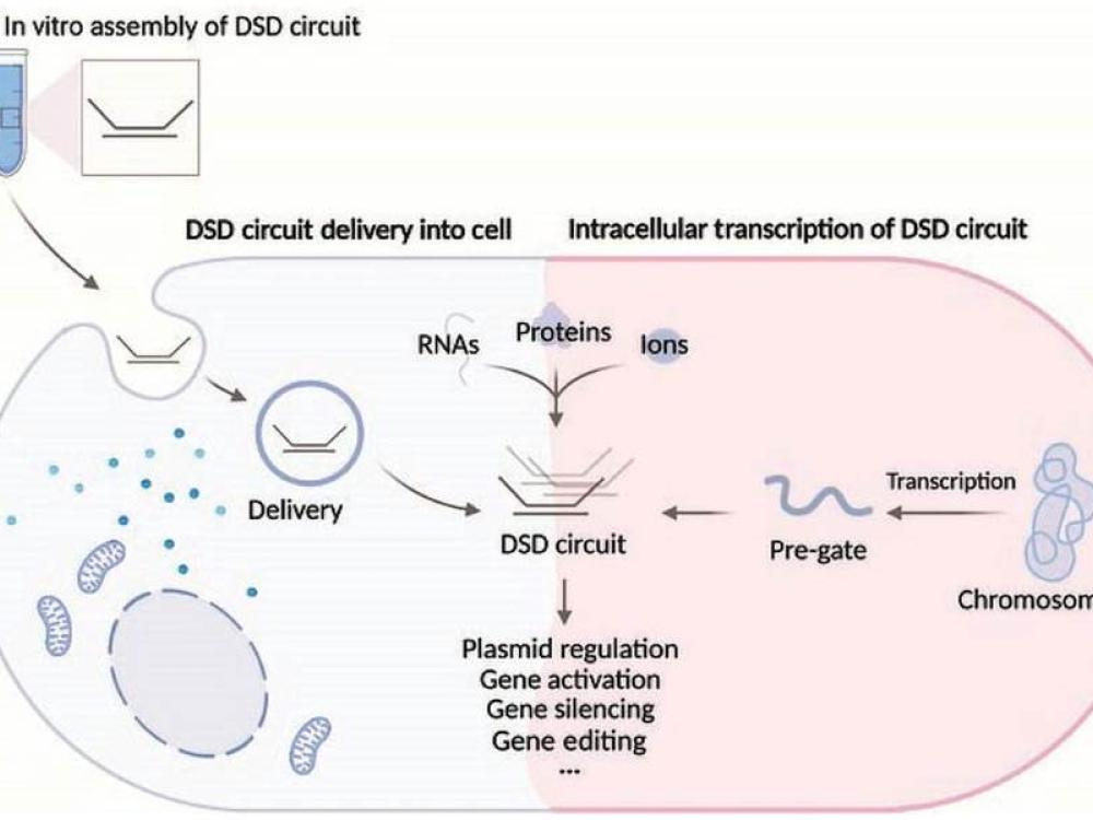 Nanomacchine guidate dal DNA intracellulare