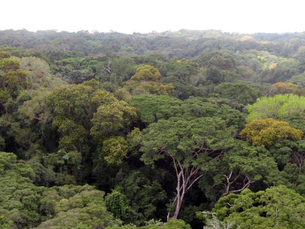 Ghana, foresta di Ankasa
