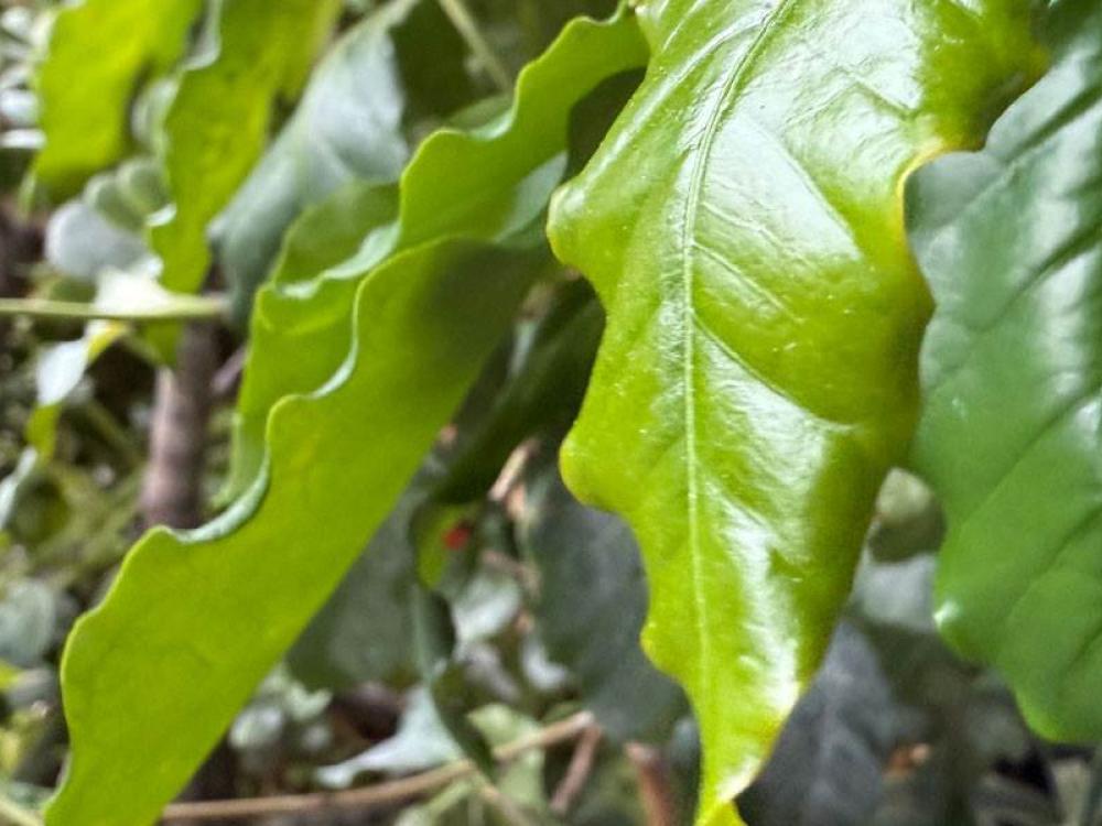 Pianta del caffè