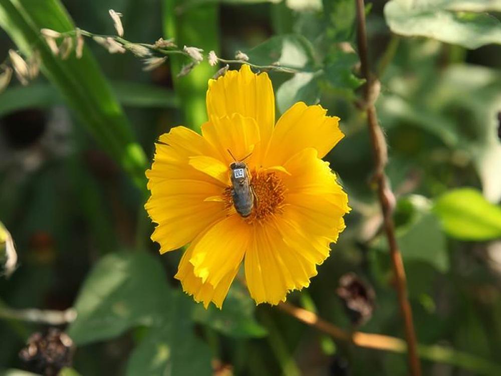 Ape codificata sul fiore