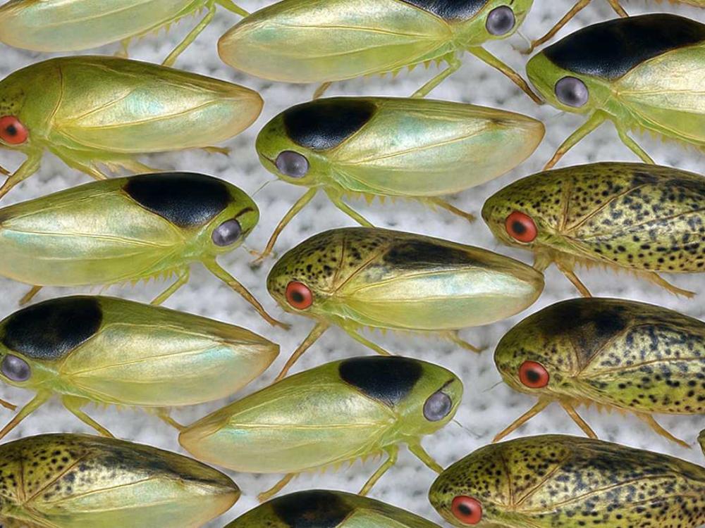 Batracomorphus ruthae