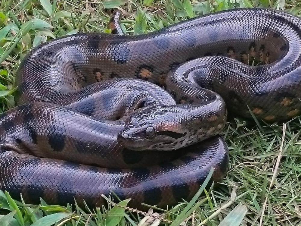 Anaconda.