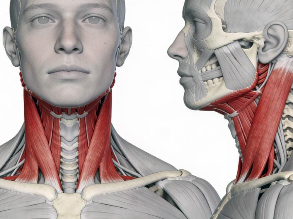 Sternocleidomastoideo
