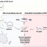 Nanomacchine guidate dal DNA intracellulare