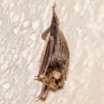 Miniopterus maghrebensis