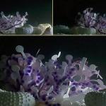 Algoritmo di morphing