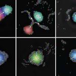 Robot di dimensioni microscopiche