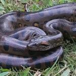 Anaconda.