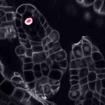 Ovuli di Arabidopsis thaliana