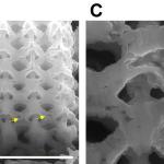 Immagine al microscopio elettronico a scansione (SEM) di una sezione trasversale di un nano-reticolo ottaedrico di nichel generato utilizzando la nuova tecnica additiva. Le frecce gialle indicano grandi vuoti nella struttura. La vista ingrandita (a destra) evidenzia alcuni nodi con porosità concentrata. Nonostante questi difetti, i materiali nanoarchitettonici mostrano una resistenza sorprendente.
