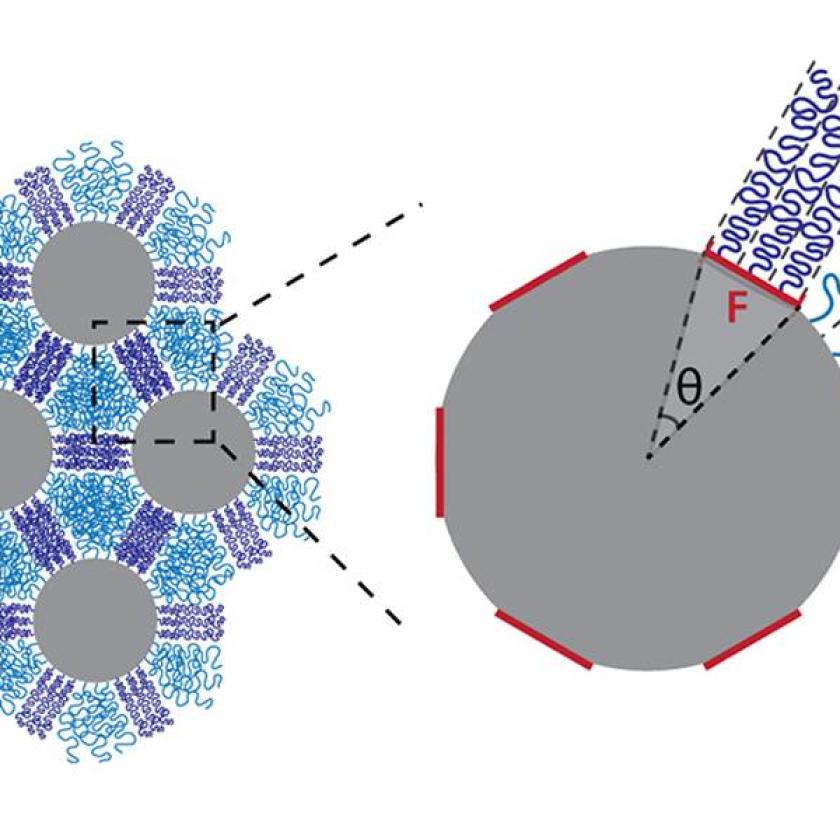 Nanoparticelle di silice apposte con una distribuzione di catene di polistirene (viola) di sé in reticoli esagonali. A seconda di come le catene sono organizzate sulla superficie delle particelle, si aggrovigliano (viola) o si uniscono (blu) quando sono compressi.