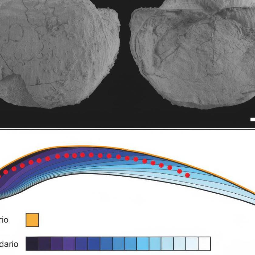 A) I brachiopodi fossili utilizzati nello studio, appartenenti alla specie Araxilevis intermedius. B) Schema di crescita di una conchiglia di brachiopode. I punti rossi mostrano i campioni di polveri analizzati.