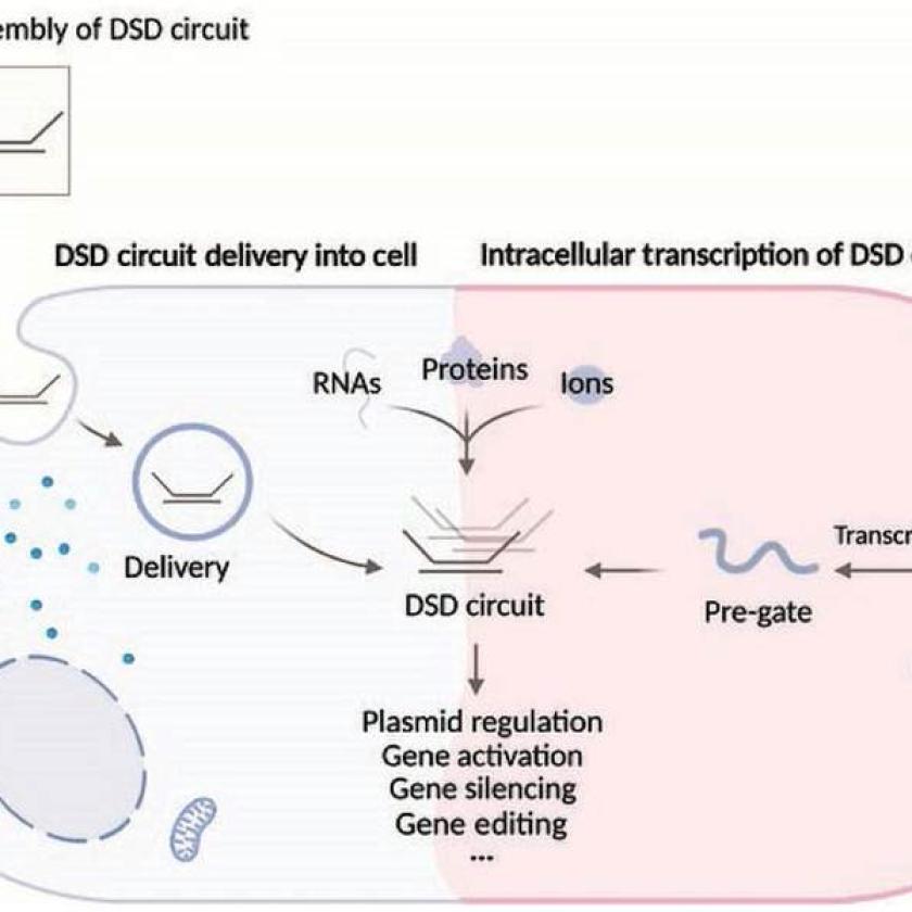 Nanomacchine guidate dal DNA intracellulare