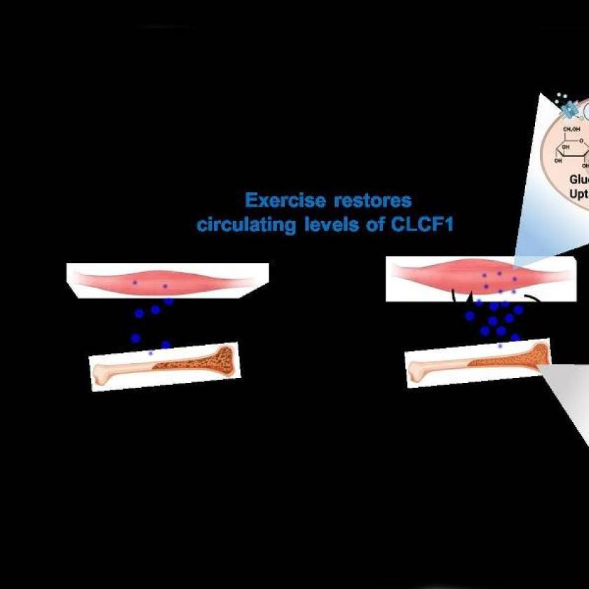 Un diagramma di panoramica dei risultati dello studio: CLCF1 indotto dall'esercizio inverte il muscolo e la perdita ossea legati all'età.