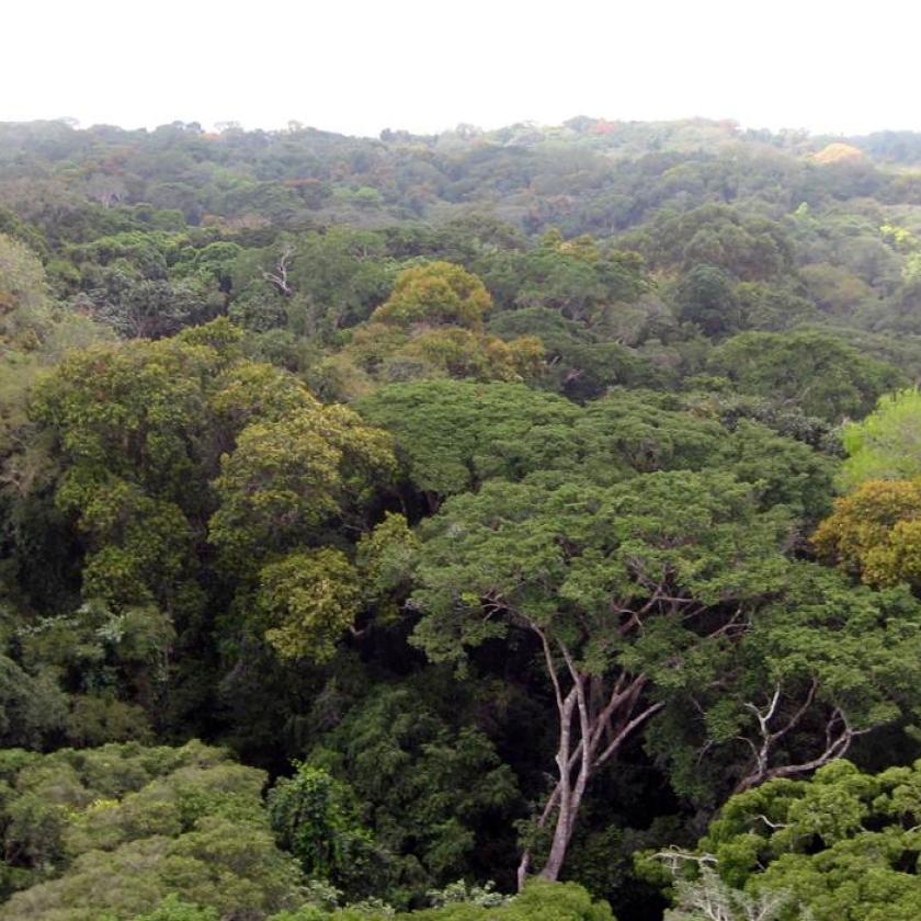 Ghana, foresta di Ankasa