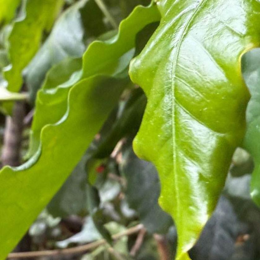 Pianta del caffè