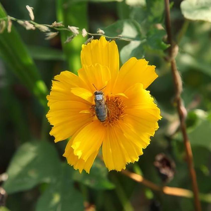 Ape codificata sul fiore