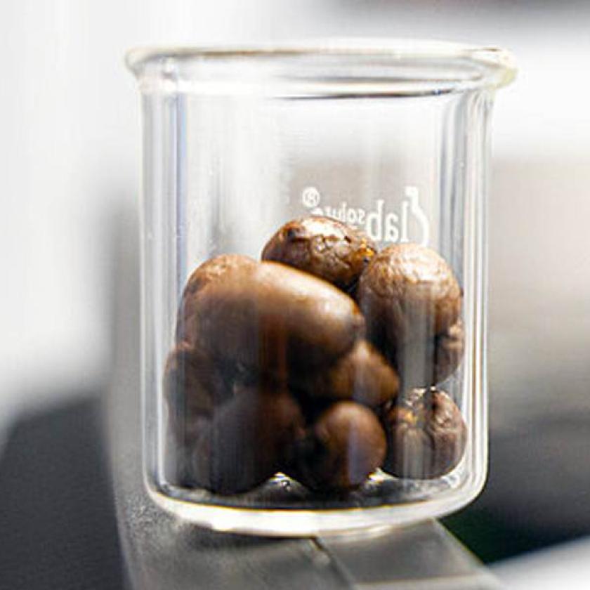 I chicchi di caffè di fronte al robot pipetting, con il quale il team ha fatto un grande screening di 94 diverse sostanze - tra cui antibiotici, farmaci da prescrizione e ingredienti alimentari - degli effetti sul batterio E. coli, un potenziale patogeno.