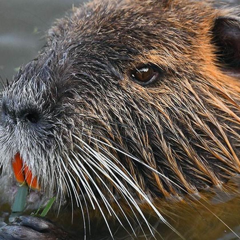 Nutria