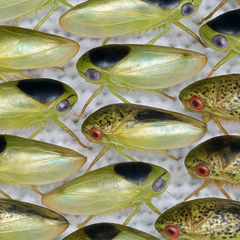 Batracomorphus ruthae