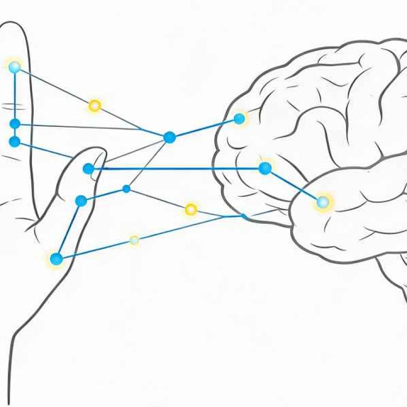 Mano - cervello