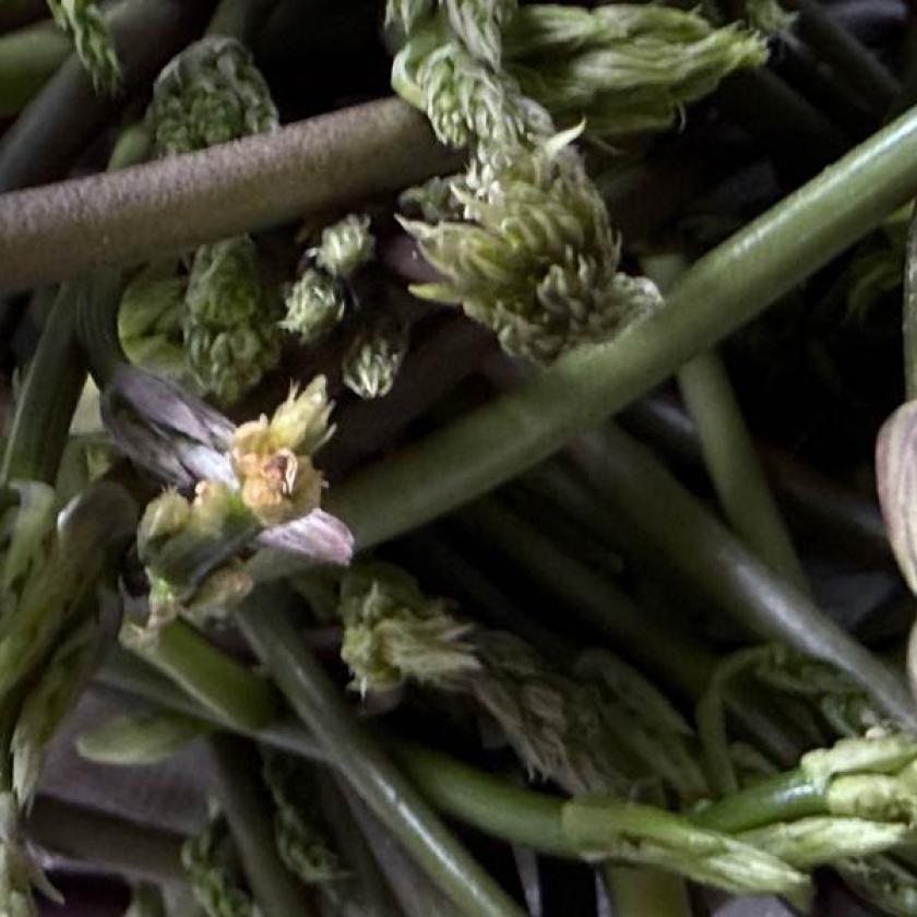 Asparagi di bosco